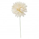 31101/CRE Dalia media d.6,5 CREMA