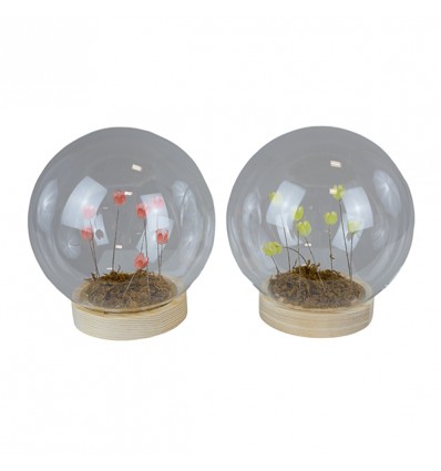 1422004 Sfera vetro gde d.15 con fiori led 2col.ass.